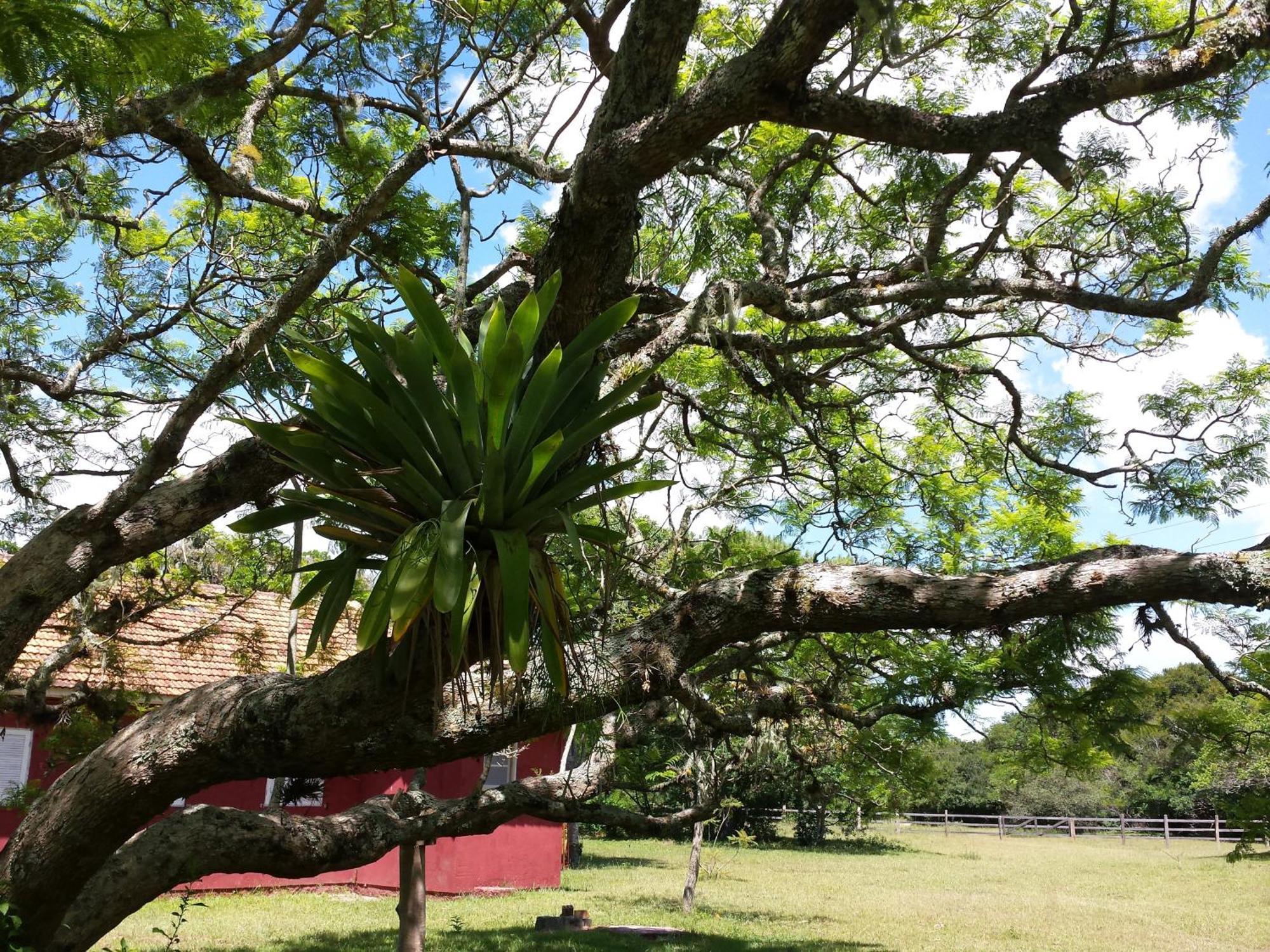 Aldeia Santuario Das Aves Tavares Room photo
